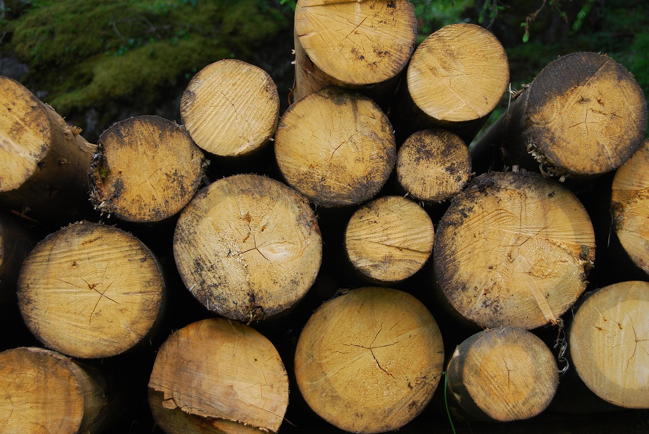 ce deosebire este intre productia biologica si biomasa