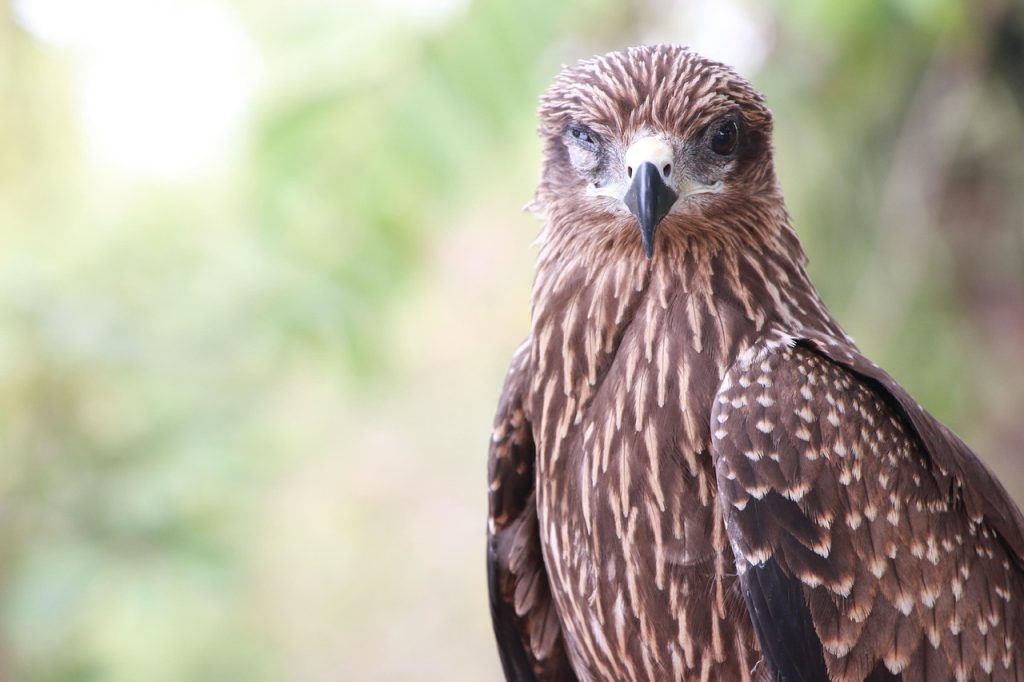 ce este amprenta de carbon