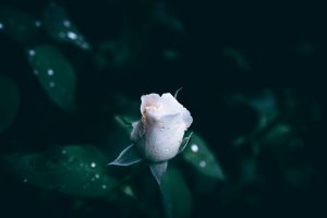 trandafir alb semnificatie